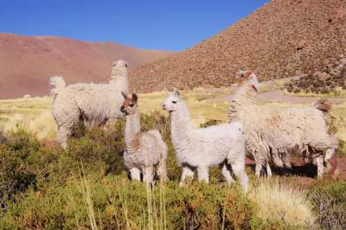 TREKKING NEL DESERTO DI ATACAMA 2015